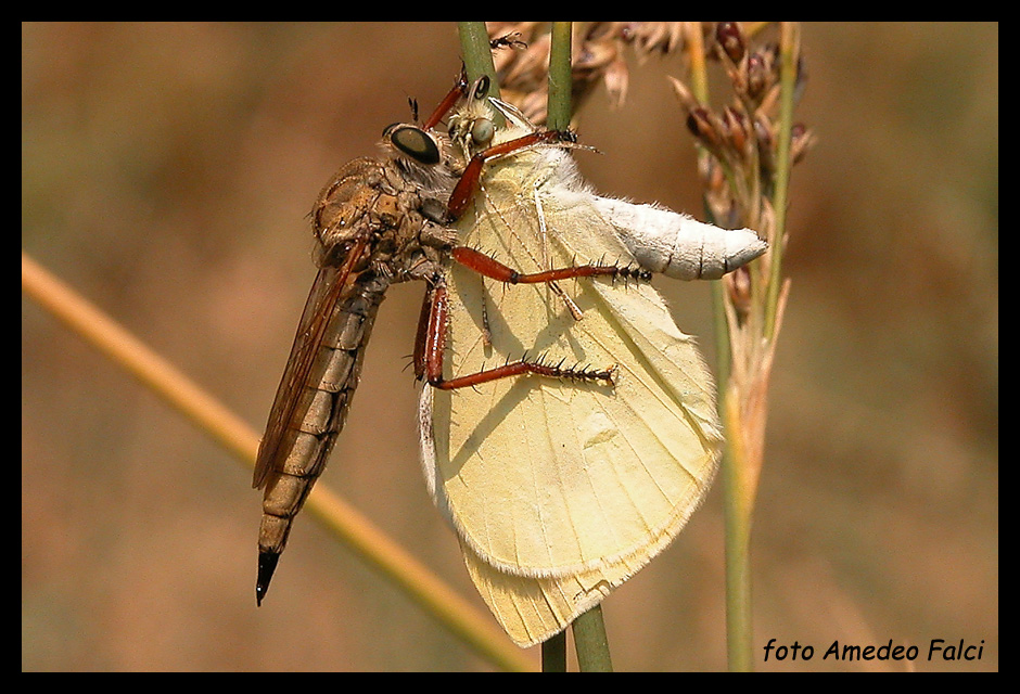 Asilidae siciliano da determinare.